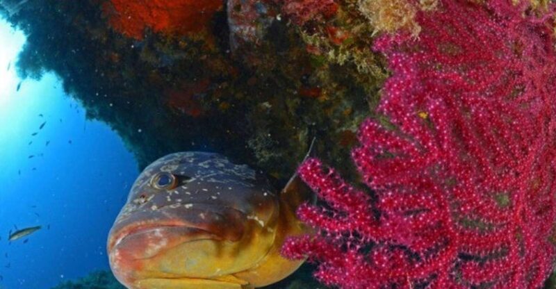 Calvi: PE12 Certificate Diving Lessons with Instructor - Final Thoughts