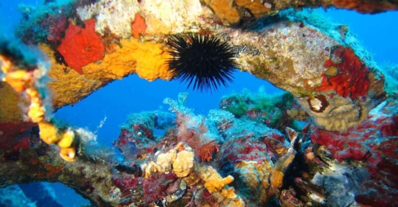 Calvi: PE20 Certificate Diving Lessons with Instructor - Key Points