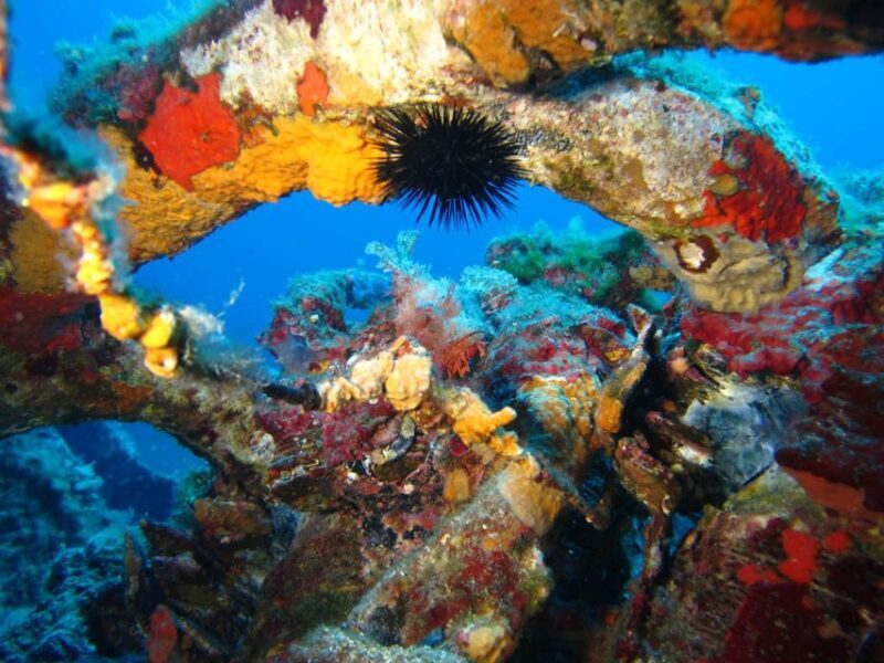 Calvi: PE20 Certificate Diving Lessons with Instructor - Who Will Love This Experience?
