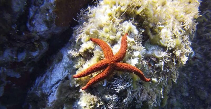 Calvi: Pointe de la Revellata Snorkeling Boat Tour - Key Points