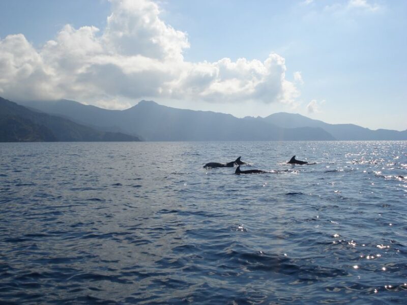 Calvi: Scandola and Girolata 6-Hour Boat Tour - Calvi: Scandola and Girolata 6-Hour Boat Tour — A Detailed Review