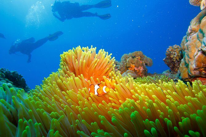 Calypso Outer Great Barrier Reef Cruise from Port Douglas - Frequently Asked Questions