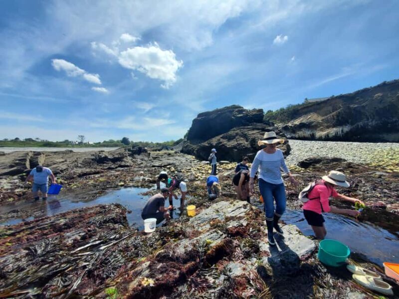Camaret-sur-mer: Seaweed picking and cooking workshop - Key Points
