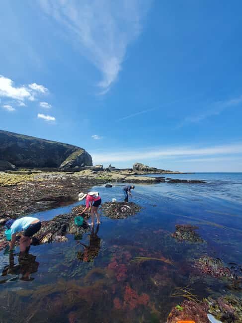 Camaret-sur-mer: Seaweed picking and cooking workshop - Exploring the Experience in Detail