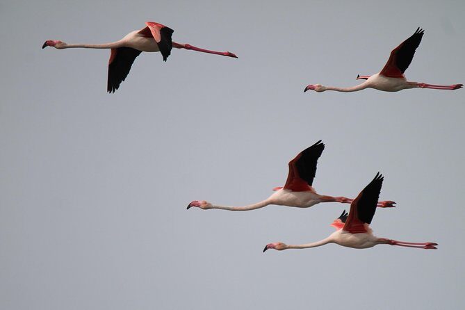 Camargue 4x4 Safari 2 hours Saintes Maries de la Mer - Final Thoughts: Is This Tour Worth It?