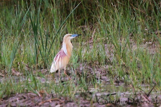 Camargue 4x4 Safari Day - Key Points