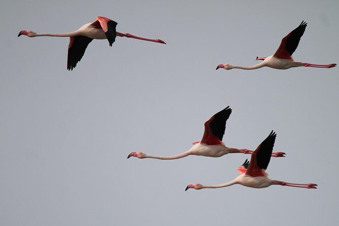 Camargue 4x4 Safari Day - FAQ