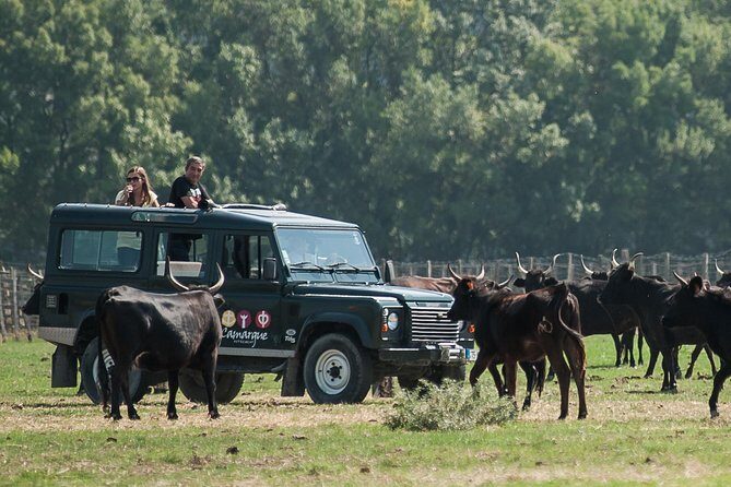 Camargue 4x4 Safari VIP Tour - Discover the Camargue 4x4 Safari VIP Tour