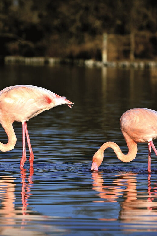 Camargue: Half-Day 4x4 Guided Safari Adventure - FAQs