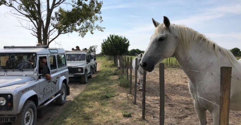 Camargue: Safari from Saintes-Maries-de-la-Mer - Frequently Asked Questions