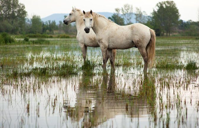 Camargue Small-Group Day Trip from Avignon - In-Depth Look at the Camargue Day Trip