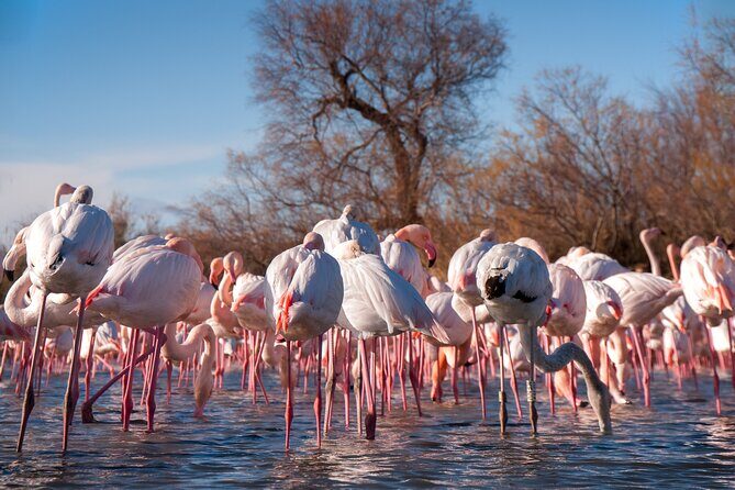 Camargue Small-Group Day Trip from Avignon - Final Thoughts: Who Will Love This Tour?