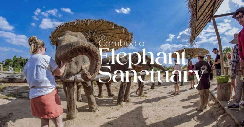 Cambodia Elephant Sanctuary and Banteay Srey Temple Tour - An In-Depth Look at What You’ll Experience