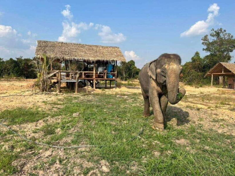 Cambodia Elephant Sanctuary Include Hotel Transfer Roundtrip - Key Points