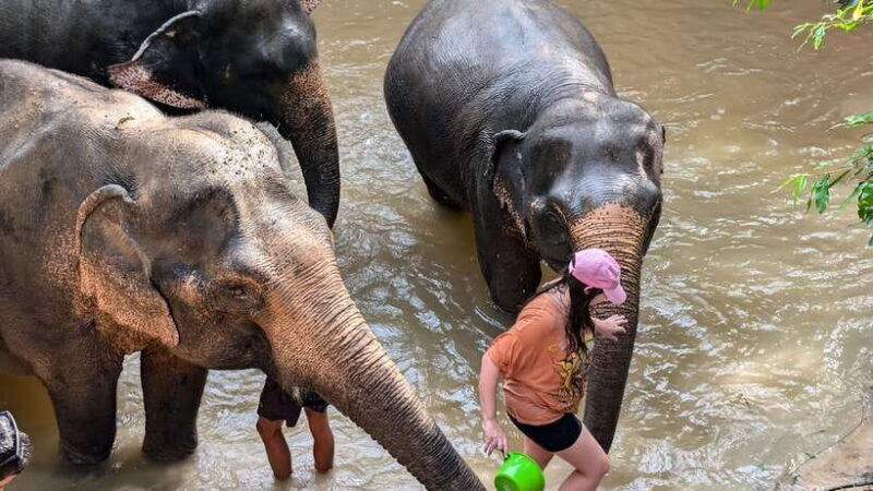 Cambodia Elephant Sanctuary Include Hotel Transfer Roundtrip - Analyzing the Value