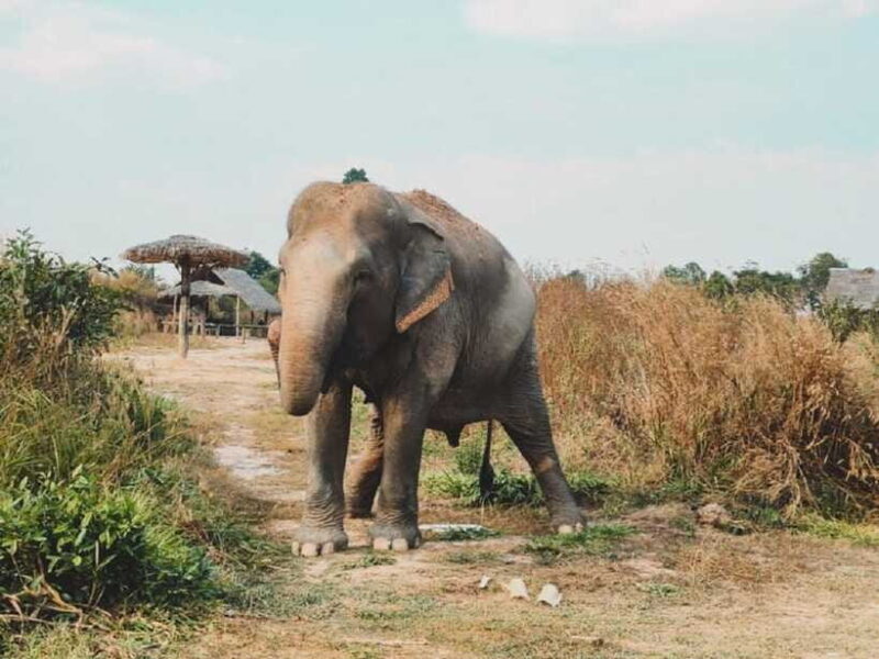 Cambodia Elephant Sanctuary Include Hotel Transfer Roundtrip - The Sum Up