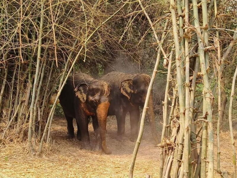 Cambodia Elephants Haft Day Experiences from Siem Reap - Frequently Asked Questions