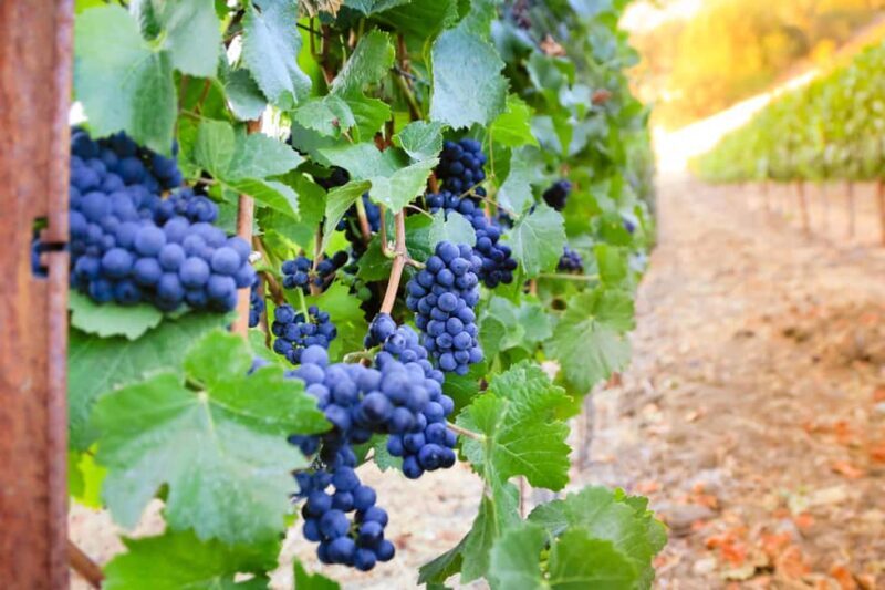 Cambria: Wine Tasting at Cutruzzola Vineyards - What You Can Expect from the Experience