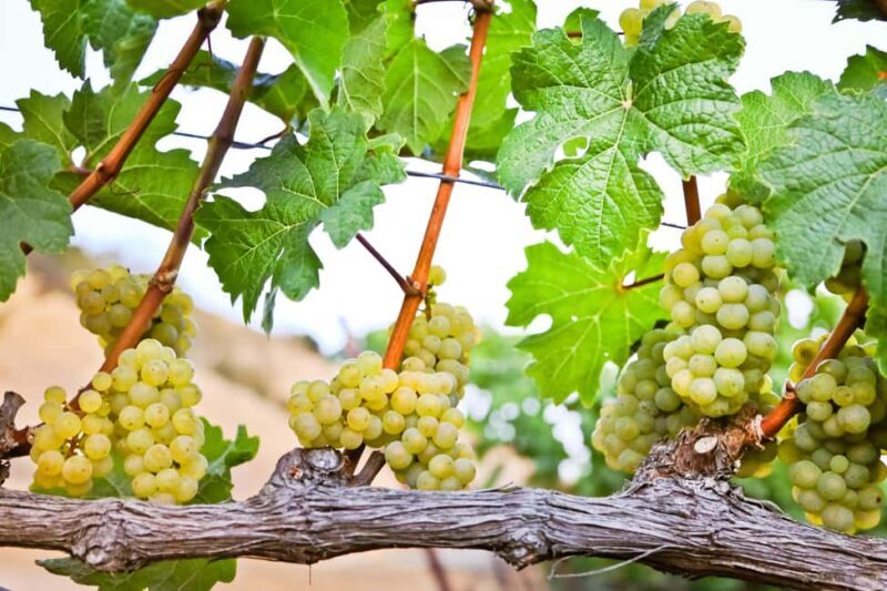 Cambria: Wine Tasting at Cutruzzola Vineyards - Who Should Consider This Tour?