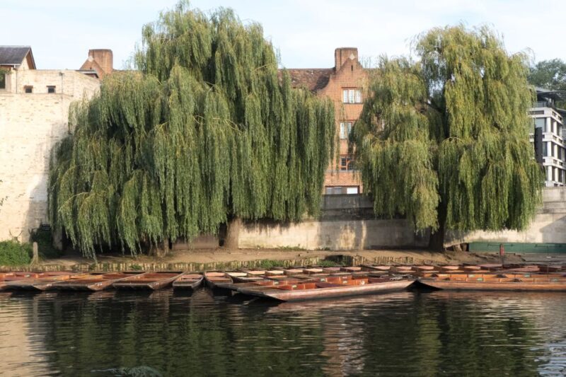 Cambridge: Punting Tour on the River Cam - The Sum Up