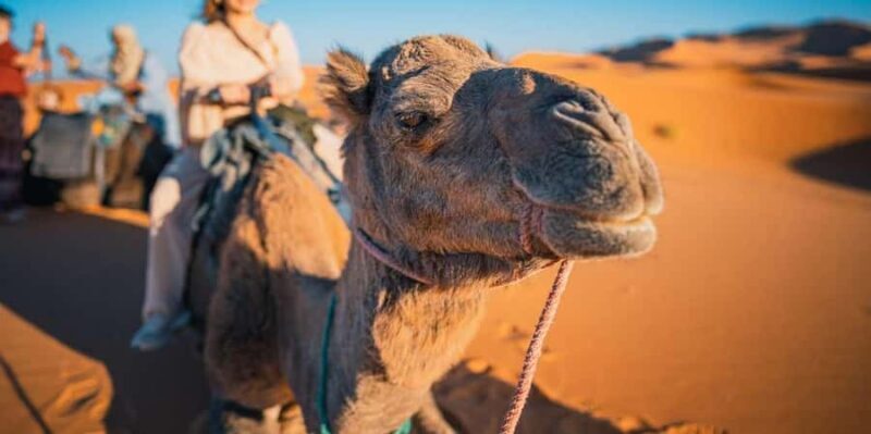 Camel Adventure in the Peruvian Desert - Analyzing the Value