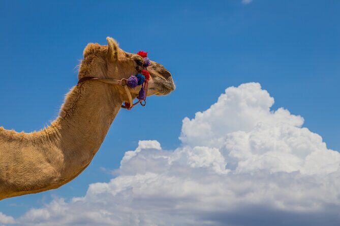 Camel Ride and Tequila Tasting Adventure in Los Cabos - A Closer Look at the Experience