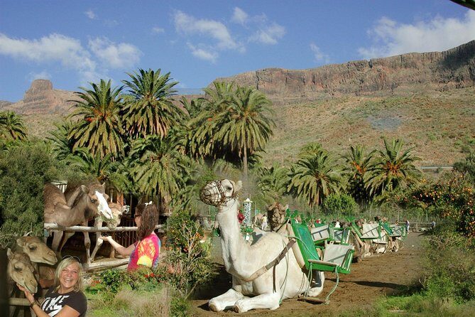 Camel Ride in Fataga with Tapas and drinks - Discover the Charm of the Fataga Camel Ride with Tapas and Drinks
