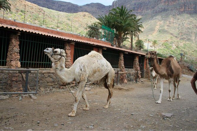 Camel Ride in Fataga with Tapas and drinks - Who Should Consider This Tour?