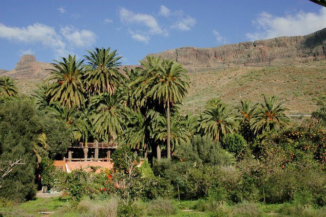 Camel Ride in Fataga with Tapas and drinks - Final Thoughts: Is This Tour Worth Your Time?