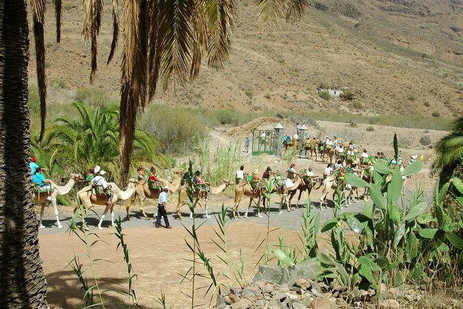 Camel Ride in Fataga with Tapas and drinks - Additional Resources