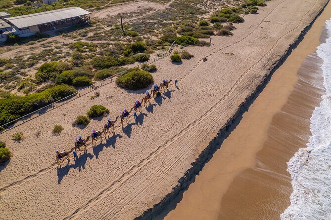 Camel Ride in Los Cabos with Buffet Food and Beer - A Detailed Look at the Camel Ride in Los Cabos with Buffet and Beer