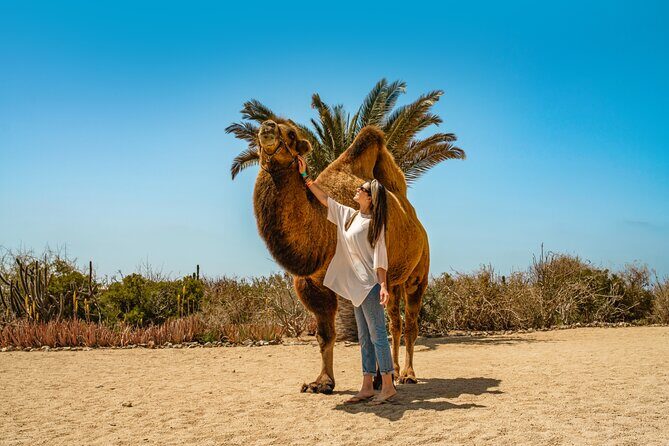 Camel Ride with Tequila Tasting and Lunch in Los Cabos - Key Points