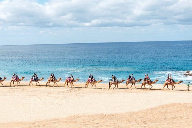 Camel Ride with Tequila Tasting and Lunch in Los Cabos - The Itinerary in Detail