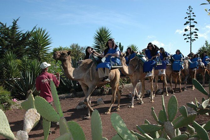 Camel Riding Tour at El Tanque, Tenerife - A Practical Look at the Camel Riding Experience