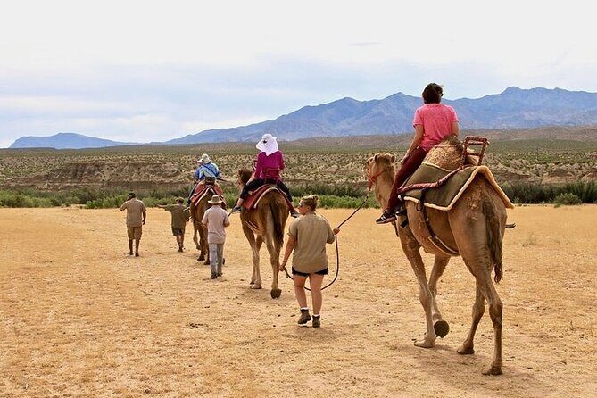 Camel Safari - Camel Ride and Zoo Tour - A Detailed Look at the Camel Safari Experience