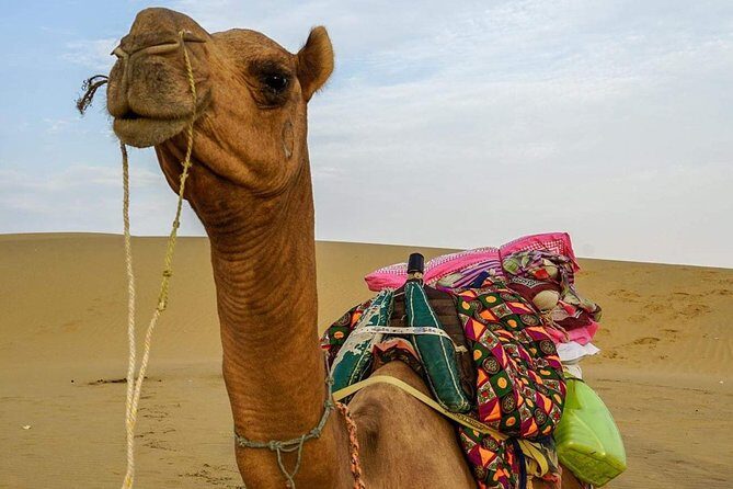 Camel safari in thar desert - A Complete Look at the Camel Safari Experience