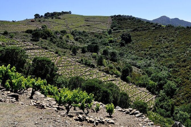 Camembert in Banyuls - A Closer Look at the Camembert in Banyuls Tour