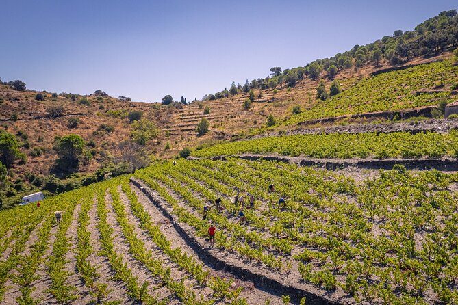 Camembert in Banyuls - The Sum Up: Is This Tour Right for You?