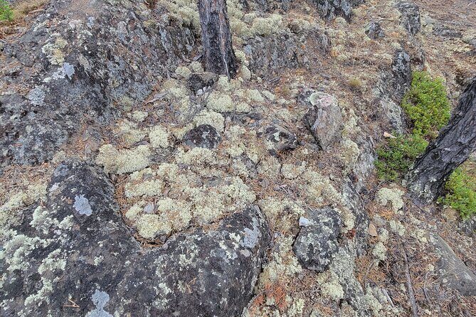 Cameron Falls Tour Custom Waterfall Hiking - In-Depth Review of the Cameron Falls Tour