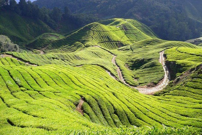 Cameron Highland Day Tour From Kuala Lumpur By Group - FAQ