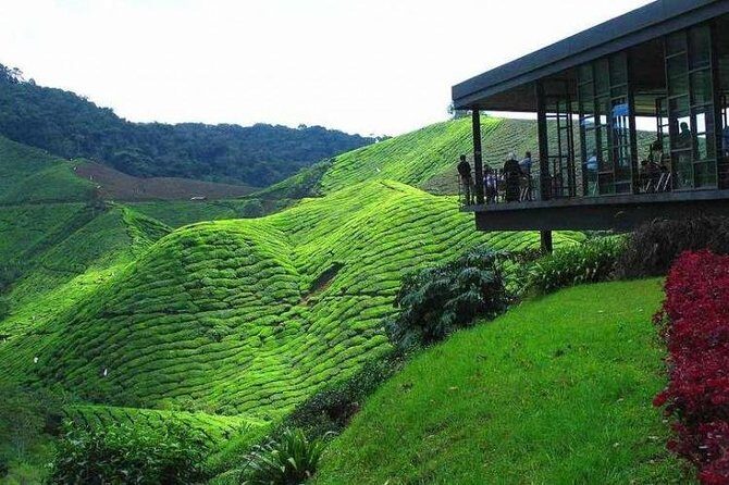 Cameron Highland Day Tour from Kuala Lumpur - Key Points