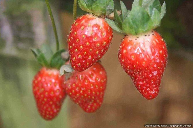 Cameron Highland Day Tour from Kuala Lumpur - A Deep Dive into the Cameron Highland Day Tour