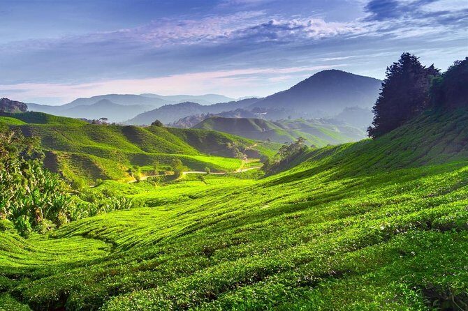 Cameron Highland Day Tour From Kuala Lumpur With Lunch Local food - Experience and Itinerary Breakdown