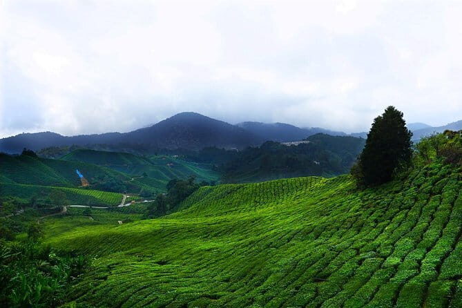 Cameron Highland Day-Trip from Kuala Lumpur - A Practical Look at the Cameron Highlands Day-Trip from Kuala Lumpur