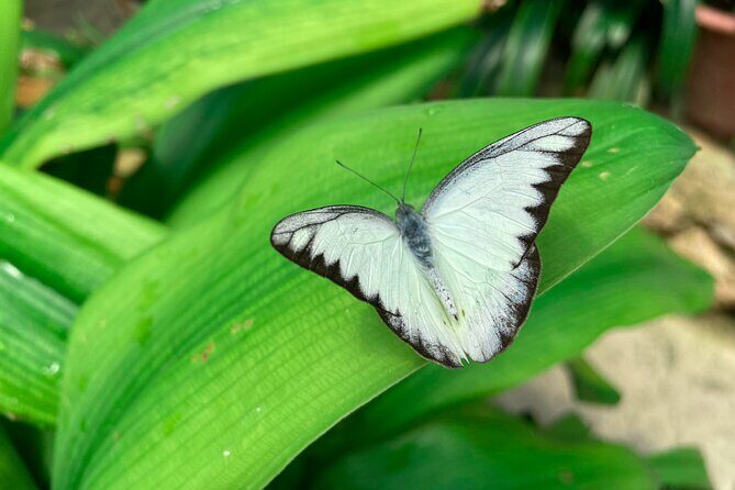 Cameron Highland Full Day Tour from KL City (Private) - A Deep Dive into the Cameron Highlands Full Day Tour