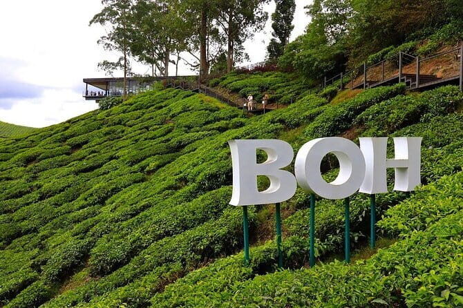 Cameron Highland Full Day Tour from KL City Private Tour - Key Points