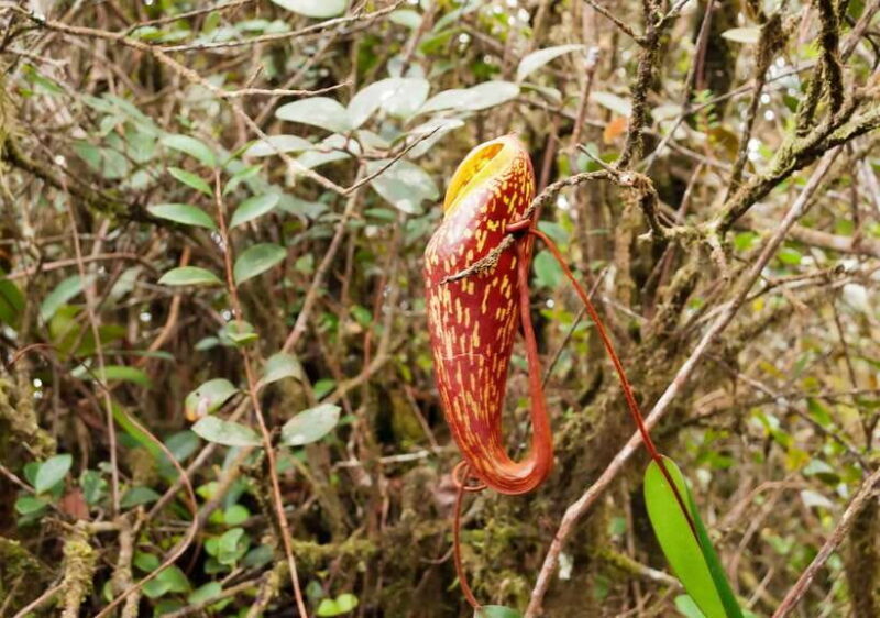 Cameron Highlands 1 Day Tour from Kuala Lumpur - FAQs
