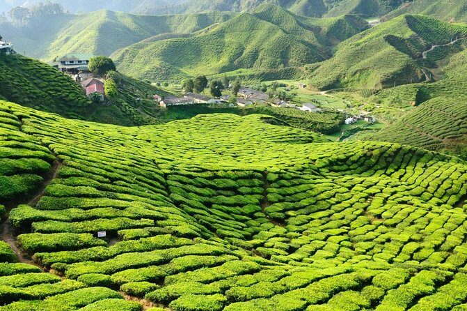 Cameron Highlands 3 Days 2 Night Tours Private (per Vehicle) - Key Points