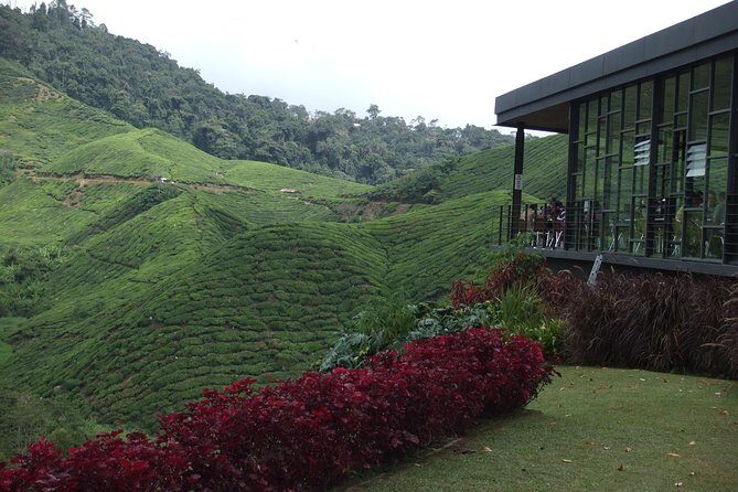 Cameron Highlands Amazing Day Trip Tour with Local Lunch - Key Points