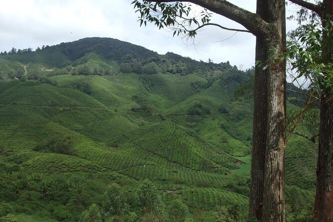 Cameron Highlands Amazing Day Trip Tour with Local Lunch - Who Should Take This Tour?